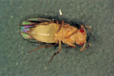Contrôle par les nutriments de la longévité de Drosophila