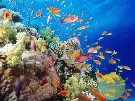 Le palmarès des plages à visiter avant de mourir Red Sea, Egypt