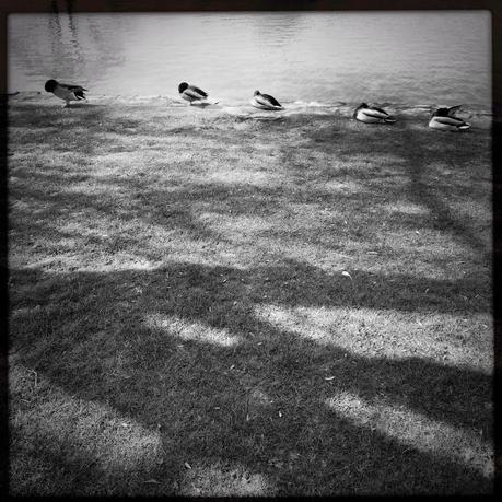 Y a le printemps qui se réveille