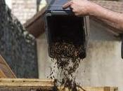 Compostage: meilleures pratiques collectivités