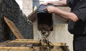 Compostage: les meilleures pratiques des collectivités