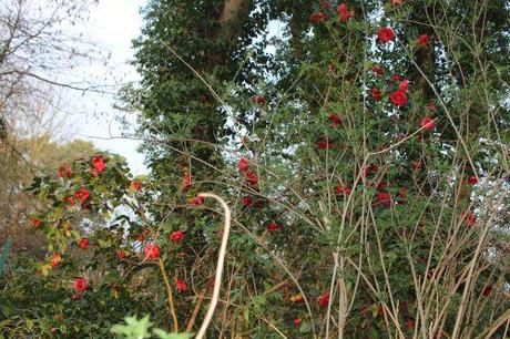 3 adolphe veneux 27 mars 2014 056.jpg