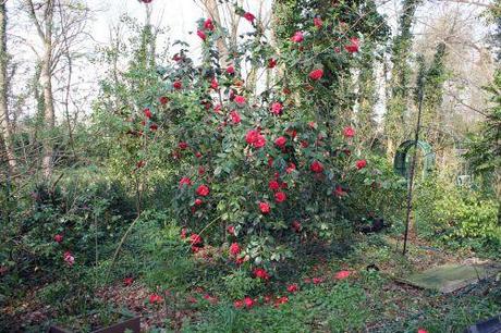 1 adolphe veneux 27 mars 2014 002.jpg