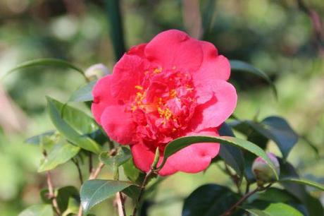 9 kramer's veneux 27 mars 2014 047.jpg