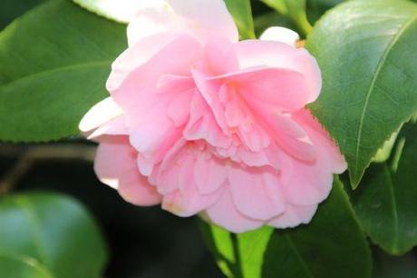 7 elsie veneux 27 mars 2014 050.jpg