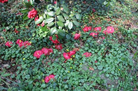 5 adolphe veneux 27 mars 2014 004.jpg