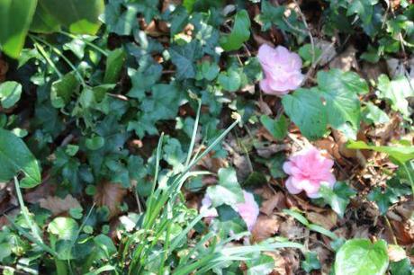 8 elsie veneux 27 mars 2014 051.jpg