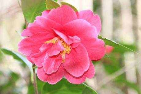 veneux 23 mars 2014 017.jpg