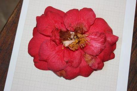 6 adolphe 28 mars 003.jpg