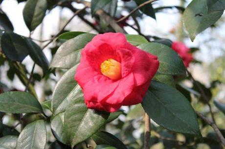 4 adolphe veneux 27 mars 2014 006.jpg