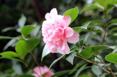 veneux 23 mars 2014 016.jpg