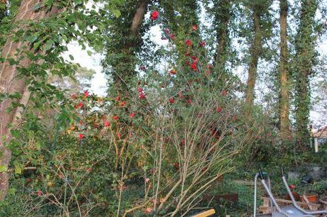 2 adolphe veneux 27 mars 2014 054.jpg