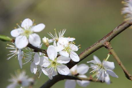 b prunus spinosa romi 29 mars 2014 014.jpg