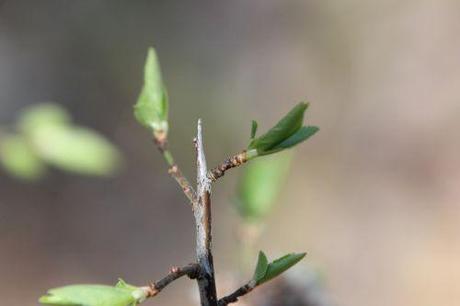 d prunus spinosa romi 29 mars 2014 019.jpg