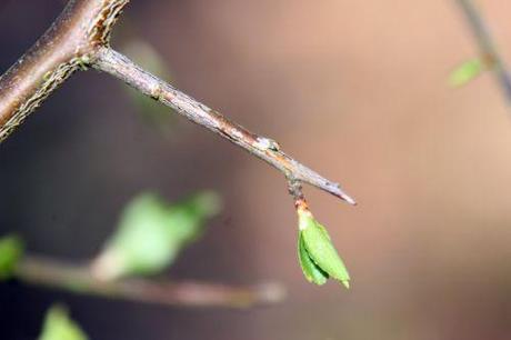 e prunus spinosa romi 29 mars 2014 017.jpg