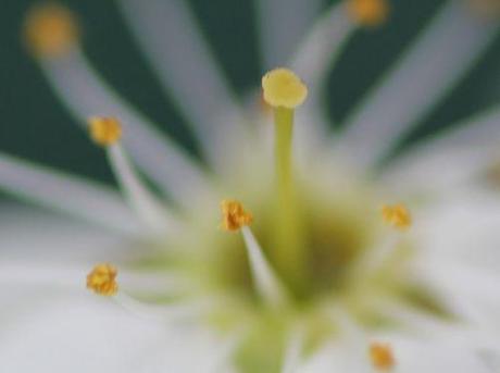 5 prunus spinosa 10 avril 2013 035 (10).jpg