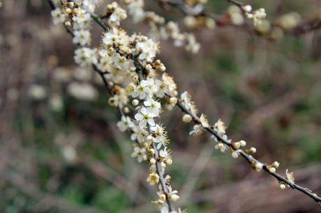 2 prunus spinosa 10 avril 2013 018 (1).jpg