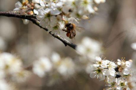4 prunus spinosa romi 14 avril 2013 026 (5).jpg