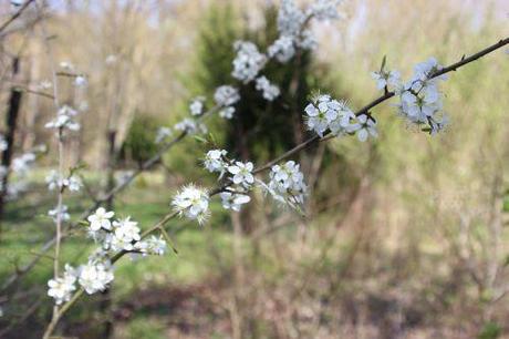 a prunus spinosa romi 29 mars 2014 015.jpg