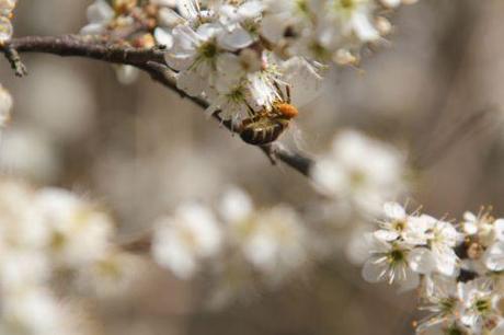 3 prunus spinosa romi 14 avril 2013 026 (4).jpg