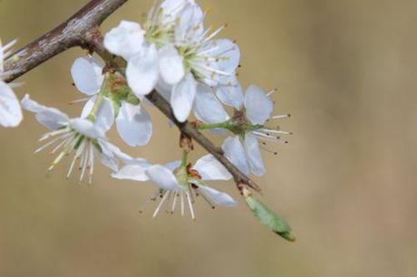 c prunus spinosa romi 29 mars 2014 016.jpg