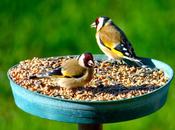 chardonnerets élégants