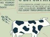 ferme 1000 vaches