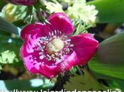 (function(d){ 'facebook-jssdk'; (d.getEle...