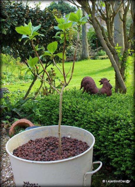 Hydrangéa sur tige...