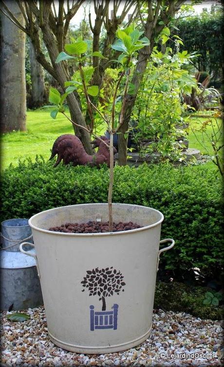 Hydrangéa sur tige...