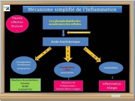mecanismes de l'inflammation simplifié