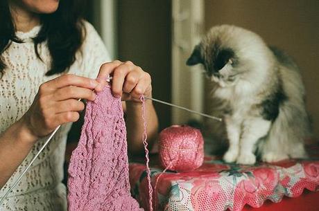 tricot chat