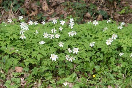 3 anémone nemorosa 30 mars 016.jpg