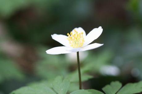 9 anemone nemo 24 mars 2011 025.jpg