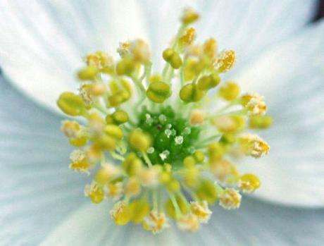 anemone nemo coeur 24 mars 2011 p 047.jpg