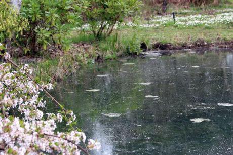 1 anemone nemorosa gb 30 mars 2014 180.jpg