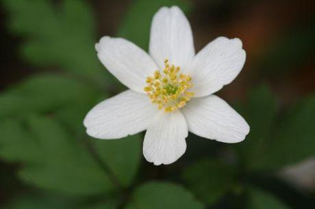 8 anemone nemo 24 mars 2011 021.jpg