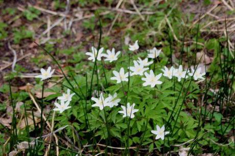 4 anemone nemorosa gb 30 mars 2014 178.jpg