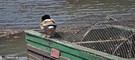 Canard sur la barque
