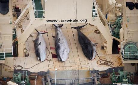 Le 5 janvier 2014, trois baleines sur le pont du navire-usine japonais Nisshin Maru