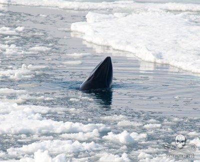 Une baleine de Minke jette un coup d’œil à la surface Photo: Sea Shepherd