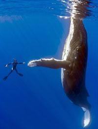 Victoire pour les baleines !!!