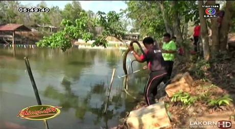 Competition de natation: Thaïlandais vs cobra royal de 4 mètres [HD]