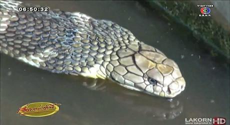 Competition de natation: Thaïlandais vs cobra royal de 4 mètres [HD]