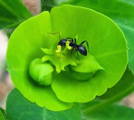 Euphorbia amygdaloides (Euphorbe des bois)