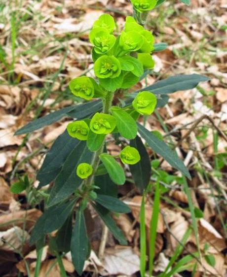Euphorbia amygdaloides (Euphorbe des bois)