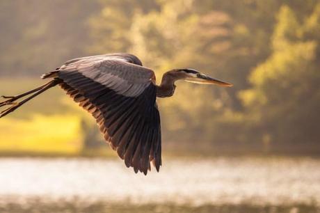 Great-Blue-Heron-Flying-Lake-Nature-Photo-485x728
