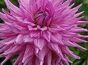 tout couleurs avec dalhias Label Rouge*