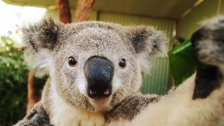 En Australie, les koalas font des selfies