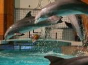 Beaucoup Delphinariums punissent cruellement dauphins